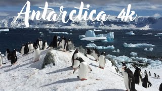 Antarctica 4k  the most amazing animals on continent [upl. by Ahsennod329]