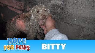 Saving Bitty a scared homeless dog hidden in a sewer tunnel  a must see terrier [upl. by Aseretairam581]