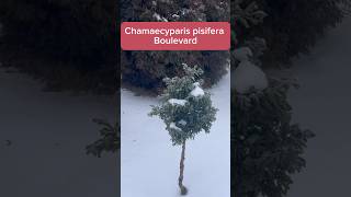 Chamaecyparis pisifera Boulevard 🌲 в зимнем саду conifers хвойныйсад [upl. by Resay646]