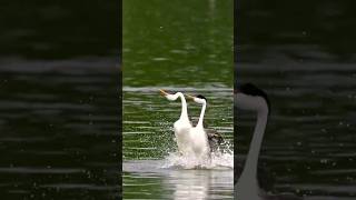 Western grebe courtship dance Shorts grebes birddance [upl. by Franciska]