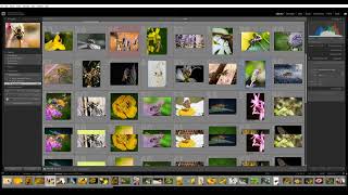 How to Find Similar Photos Using AI in Lightroom Excire Search 2024 [upl. by Doerrer765]