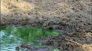 Yellowfooted Green pigeons drinking water at waterhole [upl. by Arimihc]