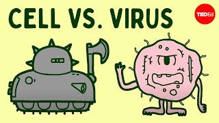 Cell vs virus A battle for health  Shannon Stiles [upl. by Nwahsaj]