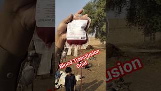 Blood Transfusion goat youtube viral youtubeshorts viralshort goat [upl. by Ettenhoj]