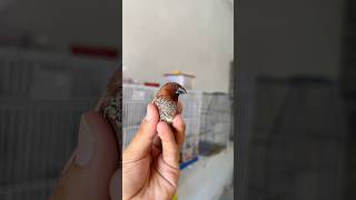 Scaly brested munia or bangles finch pair [upl. by Margaretta]