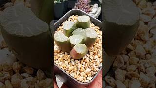 Haworthia Maughanii Dragon succulentsplanterspot plants succulant haworthia australia garden [upl. by Wehrle]