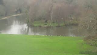 The Pond At Leigh Park Gardens [upl. by Kyne]