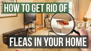 How to Get Rid of Fleas in Your Home 3 Easy Steps [upl. by Aniaj]