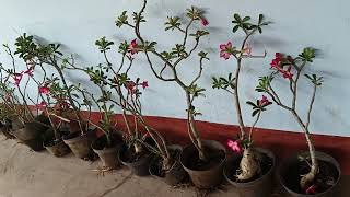 Adenium Tanaman Hias Paling Gampang [upl. by Temple]