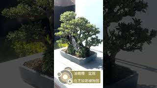 Common Olive Bonsai at the chicagobotanicgarden on a September afternoon [upl. by Dolloff]