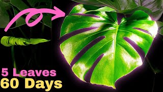 MONSTERA Deliciosa Plant TIME LAPSE  Growing 3 LEAVES in 30 Days Timelapse [upl. by Sral]