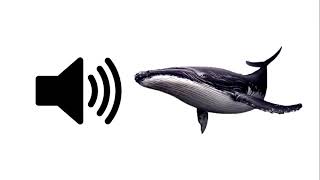 Whale  Sound Effect  ProSounds [upl. by Iran853]