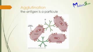 Antigen  Antibody Reactions  Immunology  flocculation Precipitation Compliment fixation [upl. by Orag411]