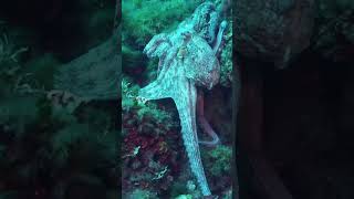 Octopus Punches Fish Unbelievable Ocean Hunt [upl. by Etteraj]