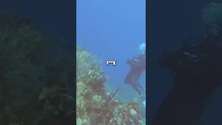 Divers Encounter Real Sonar Ping 📡📡 Original  jimryan4056 [upl. by Nihsfa]