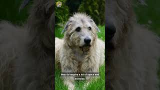 Discover the Majestic Irish Wolfhound History Characteristics and Personality Traits  Dogs World [upl. by Karsten497]