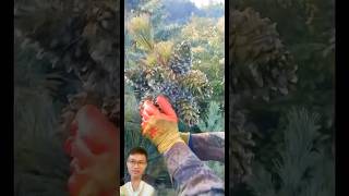 Harvesting pine cones from above sonasmr [upl. by Alliehs765]