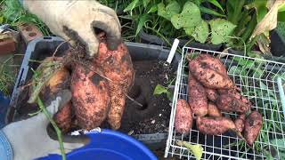 Sweet Potato Container SUPER HARVEST [upl. by Asiak]