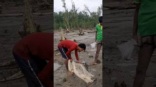 Net fishing shorts video in sundarbans Riverside hole [upl. by Lleuqar801]