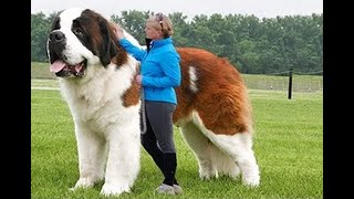 10 Razas De Perros Más Grandes Del Mundo lista [upl. by Amar]