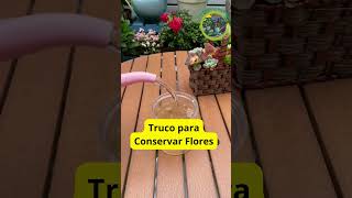 Consejo para Conservar Flores Cómo Estimular el Crecimiento y Prevenir la Pudrición [upl. by Risa]