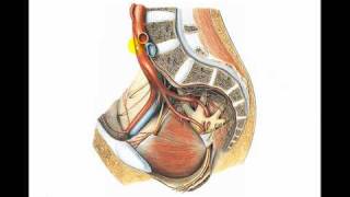 VASCULAR MIEMBRO INFERIOR 1avi [upl. by Anah]