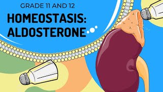 ALDOSTERONE  HOMEOSTASIS  Easy to Understand [upl. by Auria]