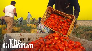 How the Italian mafia makes millions from tinned tomatoes  Its Complicated [upl. by Lajet]