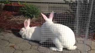 How to breed rabbits [upl. by Aihsa]