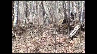 2005 male ruffed grouse trying to impress a female [upl. by Nailij399]