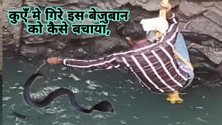 कुएँ मे गिरे इस बेज़ुबान को कैसे बचाया😳बहुत ही खतरनाक रेस्क्यू😳 cobrasnakerescue sarpmitrasarfaraj [upl. by Greggory329]