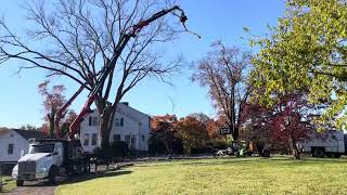 Manor House Tree coming down [upl. by Gebelein917]