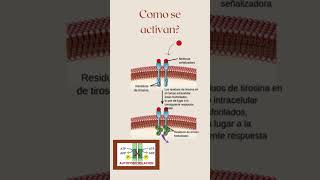Receptores tirosina cinasa ciencia curiosidadescientificas [upl. by Gerladina]