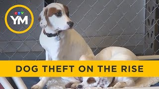 Dog Theft on the Rise  Your Morning [upl. by Ingold]