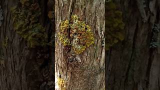 Xanthoria parietina lichen botany foraging herbalmedicine [upl. by Tattan]