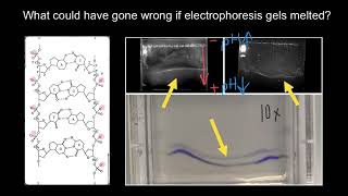 How different concentrations of Running Buffers effects Gel Electrophoresis [upl. by Peirsen802]