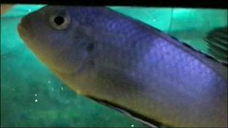 Pseudotropheus socolofi Powder Blue Mbuna Cichlid [upl. by Berck]