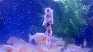 PIRANHA FISH TANK VS FROZEN RATS COMPILATION  A FEEDING VIDEO WARNING  GRAPHIC [upl. by Oninrutas]