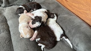 Funny video Lagotto romagnolo puppies [upl. by Akinnej]