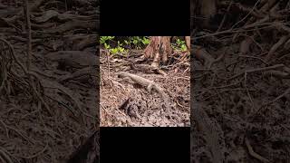 Monitor Lizard in Sundarban Mangroves  4K Wildlife Video shorts youtubeshorts wildlife reptiles [upl. by Osborn]