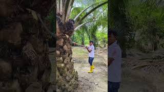 The best palm oil harvesting techniques [upl. by Zimmermann]