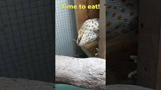 Tokay Gecko Sound And Feeding The Gecko phucsanimalhouse tokaygecko animalsounds [upl. by Edualcnaej]