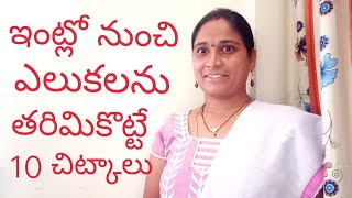 ఇంట్లో నుంచి ఎలుకలను తరిమికొట్టే 10చిట్కాలుHow to Get Rid of Rats at HomeElukala Nivarana Remedies [upl. by Darce]