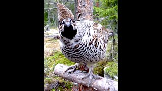 Curious Hazel grouse  Nyfiken järpe [upl. by Ahseym]