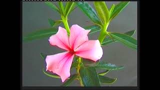 Pachypodium succulentum Vidéo 82  2000 [upl. by Cnahc]