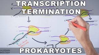 Transcription Termination in Prokaryotes [upl. by Adidnere559]