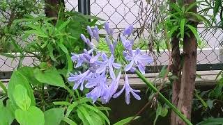 やっと春が来た！ ⑬アガパンサス！ Agapanthus [upl. by Eirac]