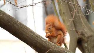 Sehr niedlich Eichhörnchen knackt eine Walnuss und isst sie ein anderes putzt sich Red Squirrel [upl. by Olivia]