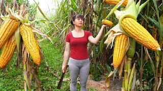 Harvesting Sweet Corn Goes to market sell  OFF GRID FARM  New Free Bushcraft [upl. by Emelyne]