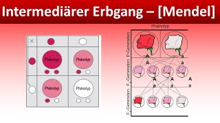 Intermediärer Erbgang  Mendel  Biologie Genetik Mittel und Oberstufe [upl. by Elleinod965]